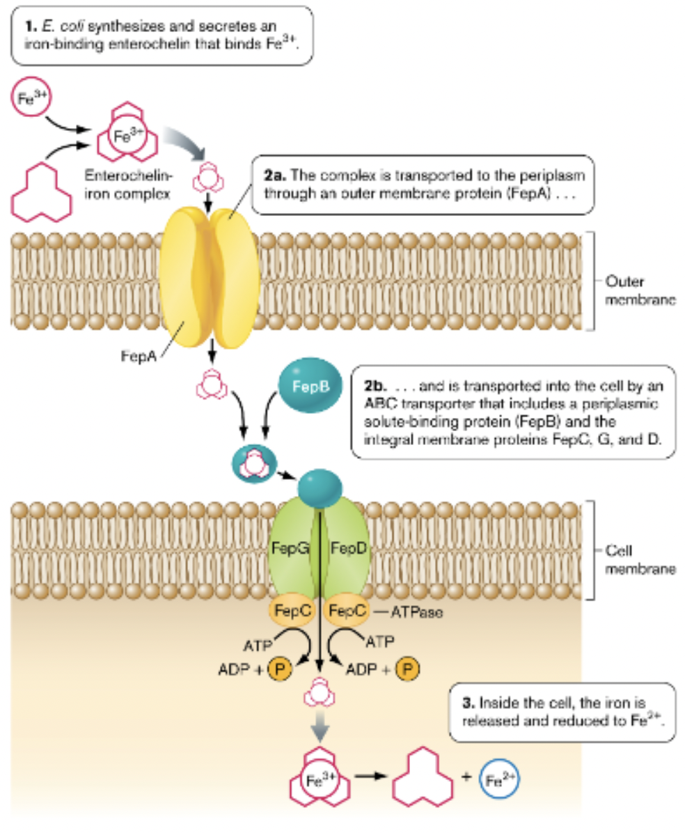 <p>all microbes require Fe, little free Fe available</p><p>solution: microbes release <strong>siderophores&nbsp;</strong>to acquire Fe, siderophore-iron complex then transported into cell often using ABC transporter</p><p>ex. Enterobactin, E. coli siderophore&nbsp;</p>