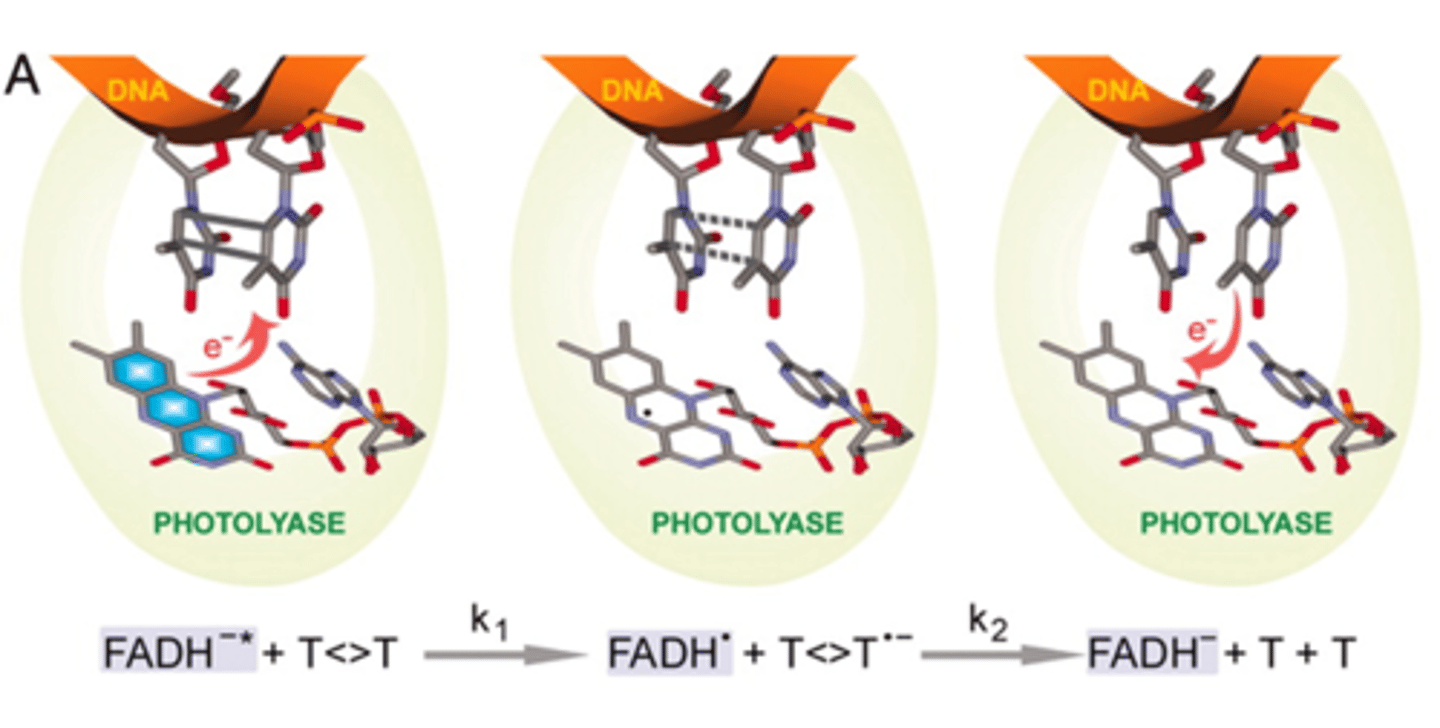 <p>Alleen bij prokaryoten!</p><p>-fotolyase is een enzyme dat instaat is om thyminedimeren (T=T) kan verbreken</p><p>-Gereduceerde FADH- (geactiveerd door licht en functioneert als een electron donor</p><p>->transiënt een elektron afgeven ->verbinding wordt verbroken en juist hersteld</p>