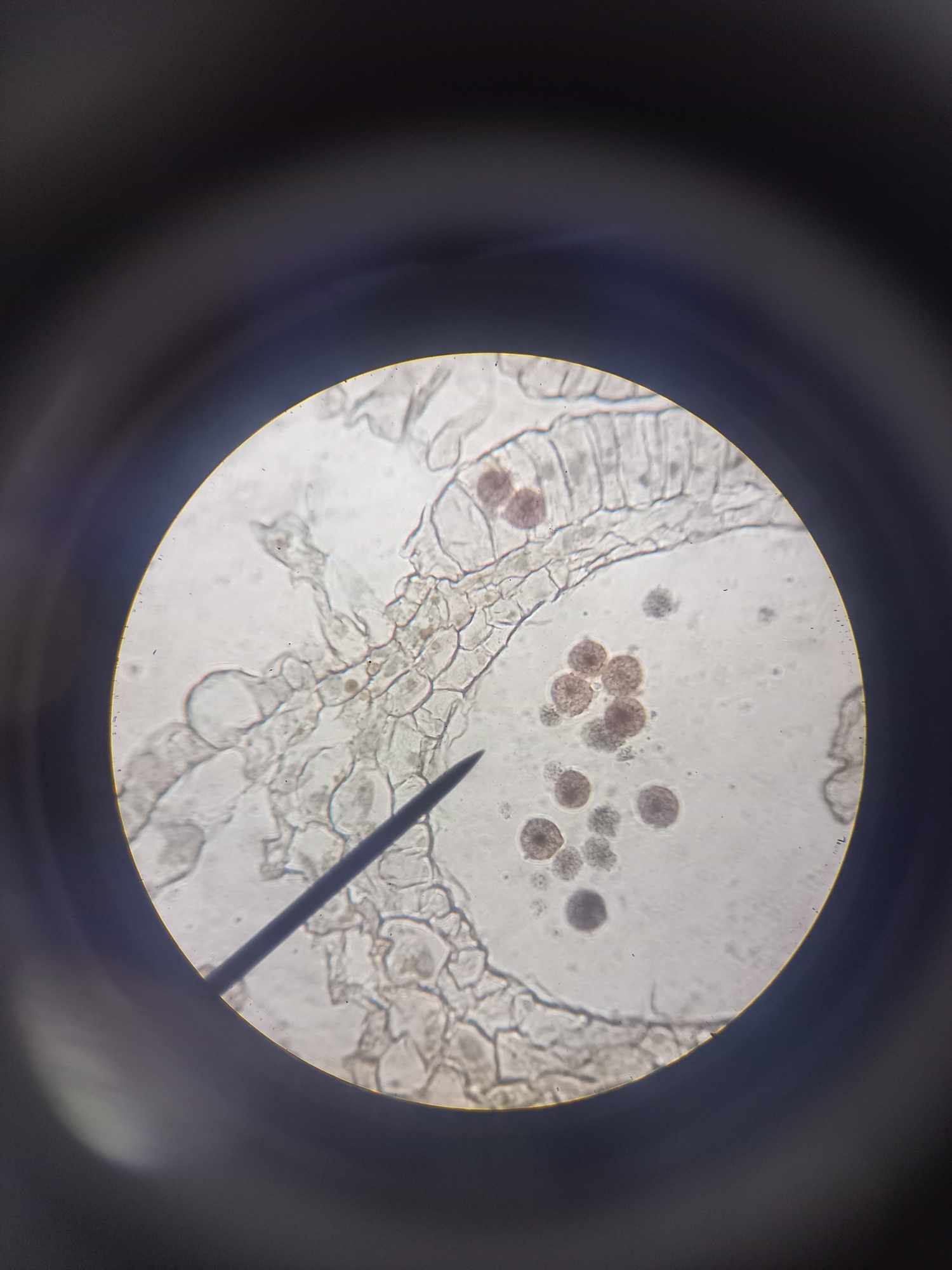 <p>identify the specimen</p>