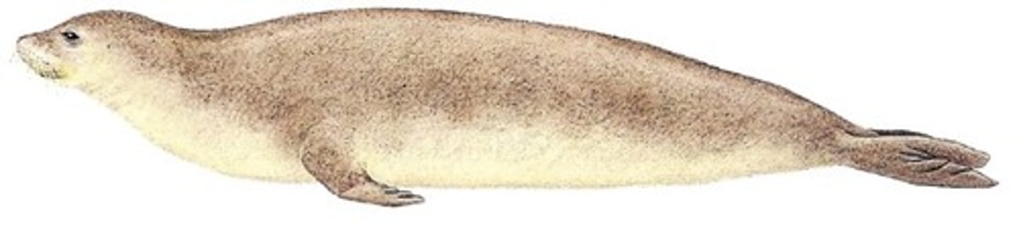 <p>Anthropogenic species that European colonists killed for science and food since they were docile, lived near rocks, and approached humans</p>