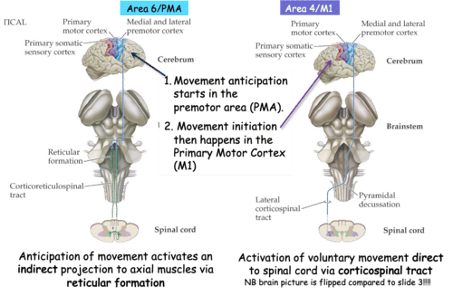 <p>Feedforward mechanism makes sense when you realise what?</p>