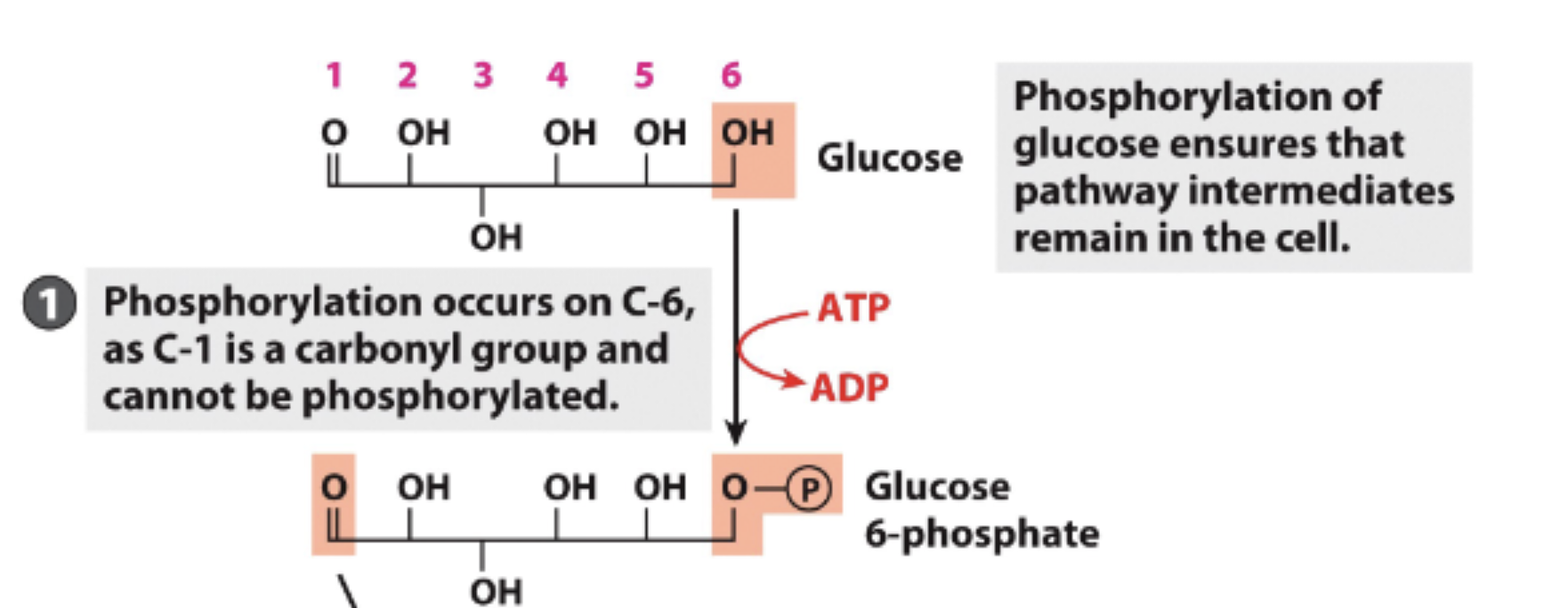 <p>Glucose is a 6 carbon sugar</p><p>Phosphorylation occurs on C-6</p><ul><li><p>1 ATP invested</p></li></ul><p>Cannot occur on C-1 because it is a carbonyl group and cannot be phosphorylated (due to double bond)</p><p>Forms Glucose 6-phosphate</p>