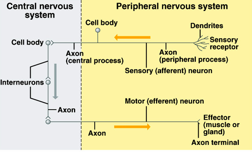 <ul><li><p>Sensory neurons</p><ul><li><p>Carry impulse to CNS</p></li><li><p>Most are unipolar</p></li><li><p>Some are bipolar</p></li></ul></li><li><p>Integrative neurons (Interneurons)</p><ul><li><p>Link neurons</p></li><li><p>Multipolar</p></li><li><p>In CNS</p></li></ul></li><li><p>Motor neurons</p><ul><li><p>Multipolar</p></li><li><p>Carry impulse away from CNS to effectors</p></li></ul></li></ul><p></p>