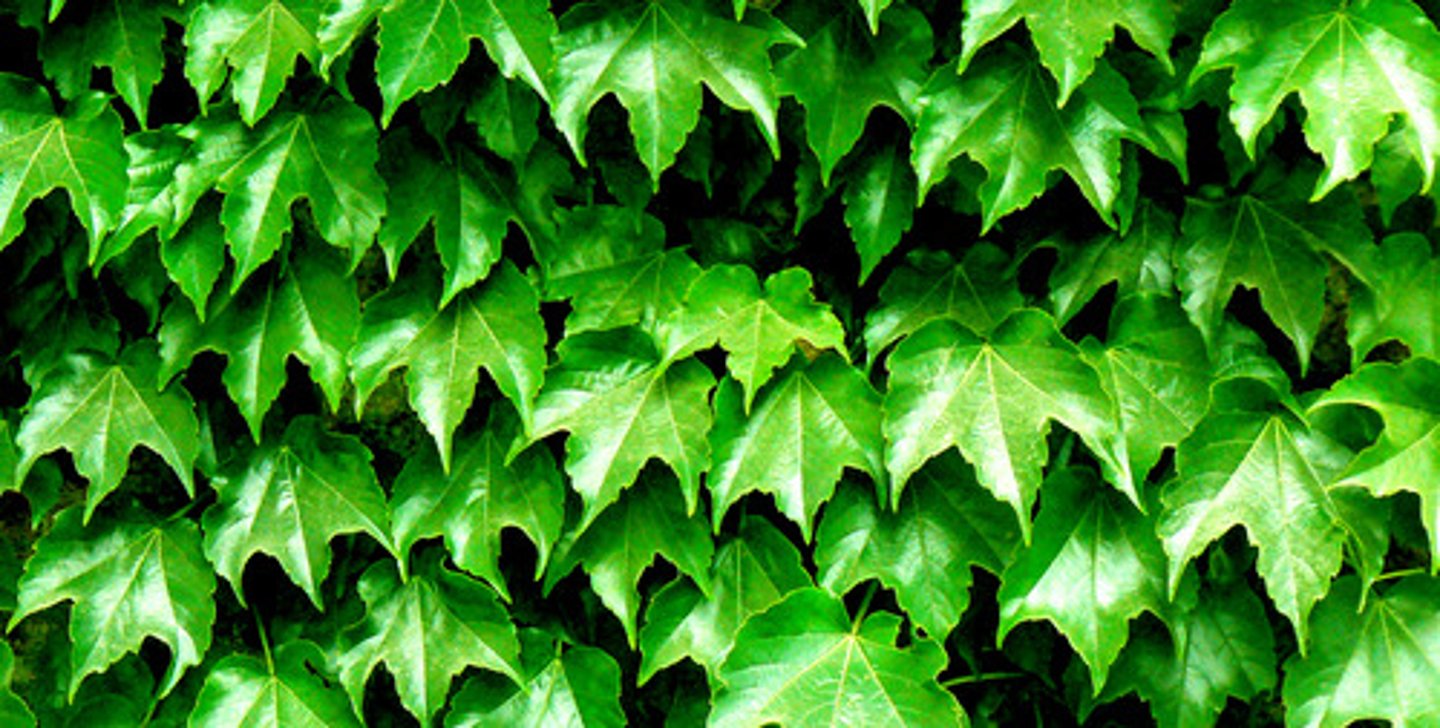 <p>green</p>