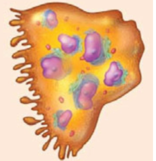 <ul><li><p>bone resorbing cells, break down matrix and release stored materials</p></li><li><p>osteo<u>c</u>lasts = <u>c</u>lear</p></li></ul><p></p>