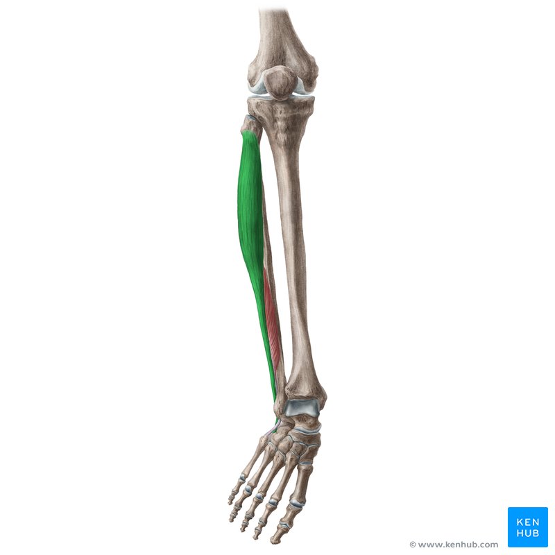 <p>Runs along the lateral lower leg; everts and plantarflexes the foot; palpate along the lateral leg during eversion.</p>