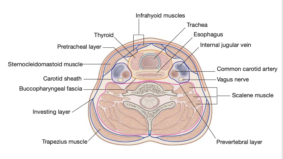 <ul><li><p><span>Completely surrounds the neck</span></p></li><li><p><span>Attaches posteriorly to the ligamentum nuchae and the spinous process of the CVII vertebrae,&nbsp;</span></p></li><li><p><span>Splits as it posses forward to enclose the trapezius muscle &amp; reunites into a single layer as it forms the roof of the posterior triangle</span></p></li><li><p><span>Splits again to surround the sternocleidomastoid muscle, and reunites again to join its twin from the other side</span></p></li><li><p><span>Anteriorly, it surrounds the infrahyoid muscles</span></p></li></ul>