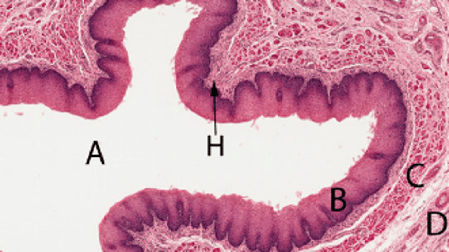 <p>Oesophageal lumen</p>