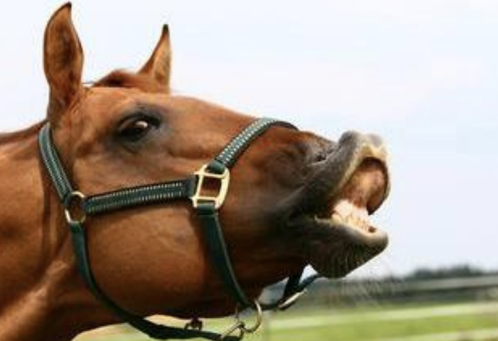 <p>What response in horses is in response to an intense or unusual smell, or due to a stallion detecting a mare in heat? The ears are forward, eyes are open, and upper lip is curled.</p>