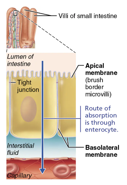 <ol><li><p><span style="color: green;"><strong><span>ENTERING</span></strong></span> <span style="color: purple;"><strong><mark data-color="purple" style="background-color: purple; color: inherit;"><span>epithelial cells</span></mark></strong></span>&nbsp;across the apical membrane&nbsp;</p></li><li><p>In the <span style="color: purple;"><strong>lumen</strong></span>&nbsp;</p></li><li><p>Across the <span style="color: purple;"><strong>basolateral face</strong></span> of the interstitial fluid&nbsp;</p></li><li><p><span style="color: red;"><strong><span>DIFFUSE</span></strong></span> into <span style="color: purple;"><strong><mark data-color="purple" style="background-color: purple; color: inherit;"><span>capillaries or lacteals</span></mark></strong></span></p></li></ol><p></p>