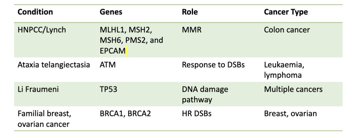 <p>Mutations in caretaker genes leads to increased cancer risk due to greater risk of DNA mutations</p>