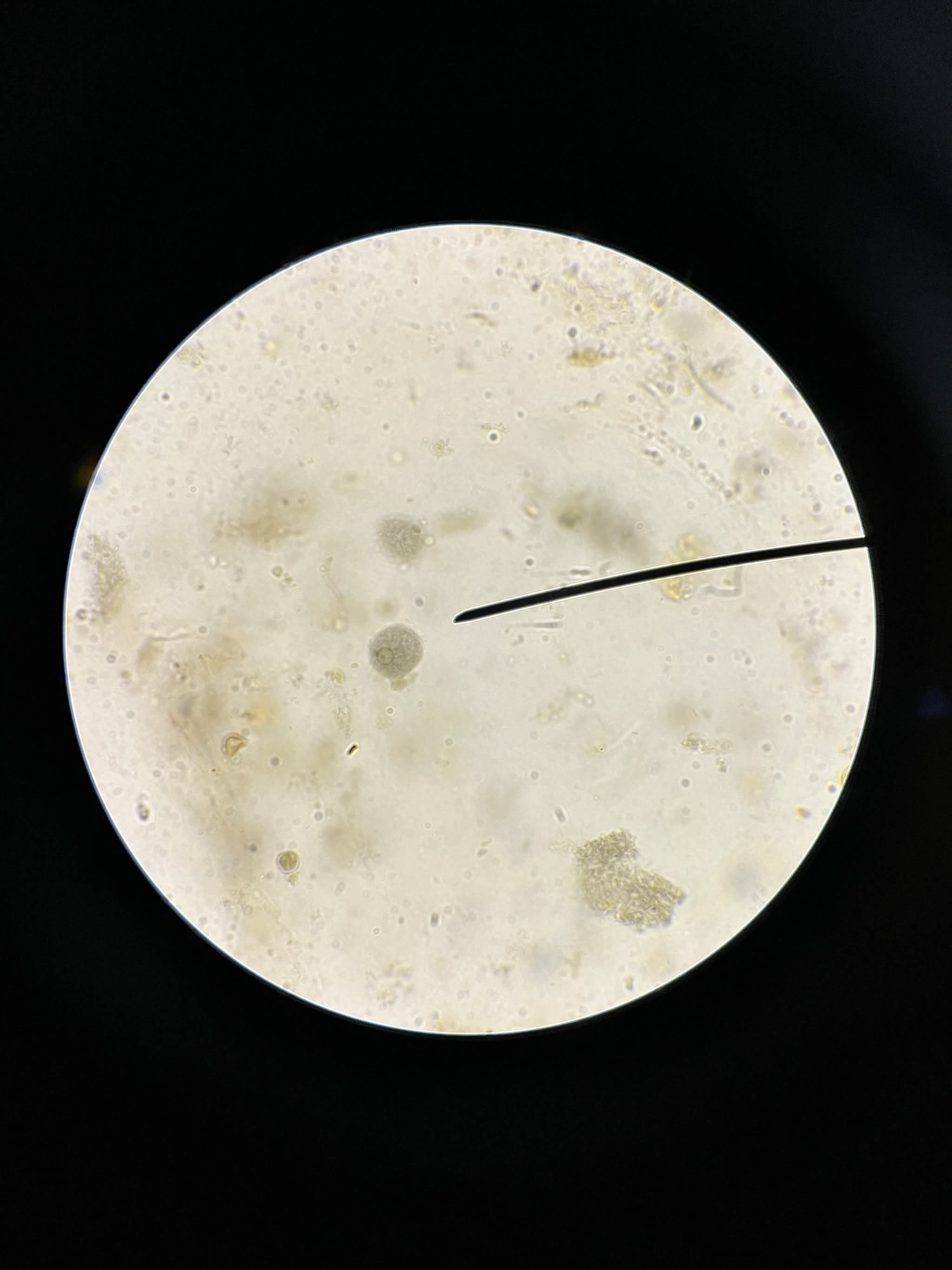 <p>Mxoanaoak</p>