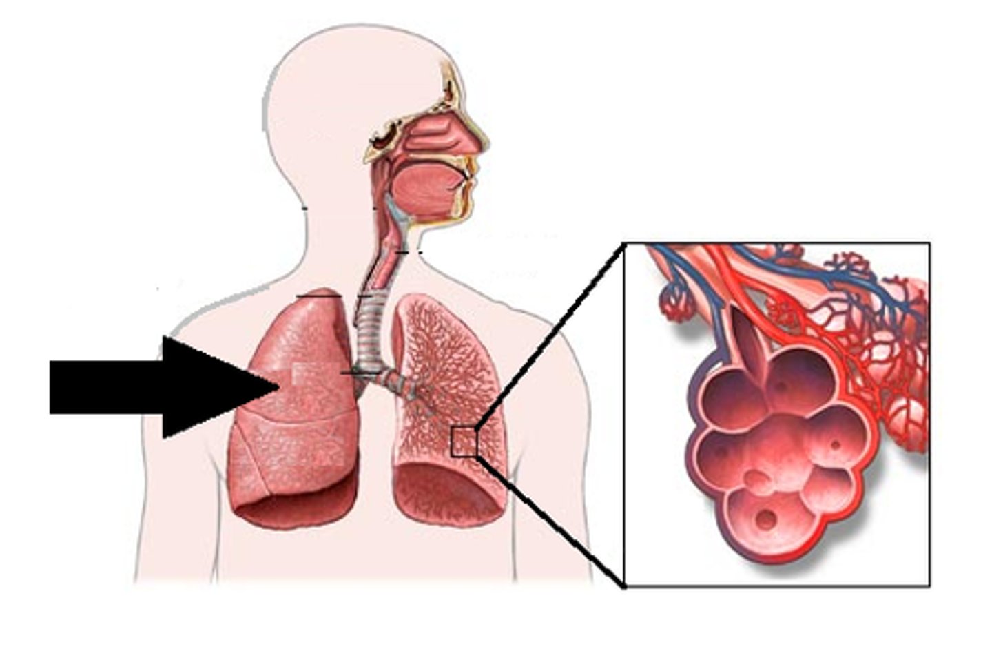 <p>main organs for respiration where the gas exchange (oxygen and carbon dioxide) takes place in tiny air sacs called alveoli</p>