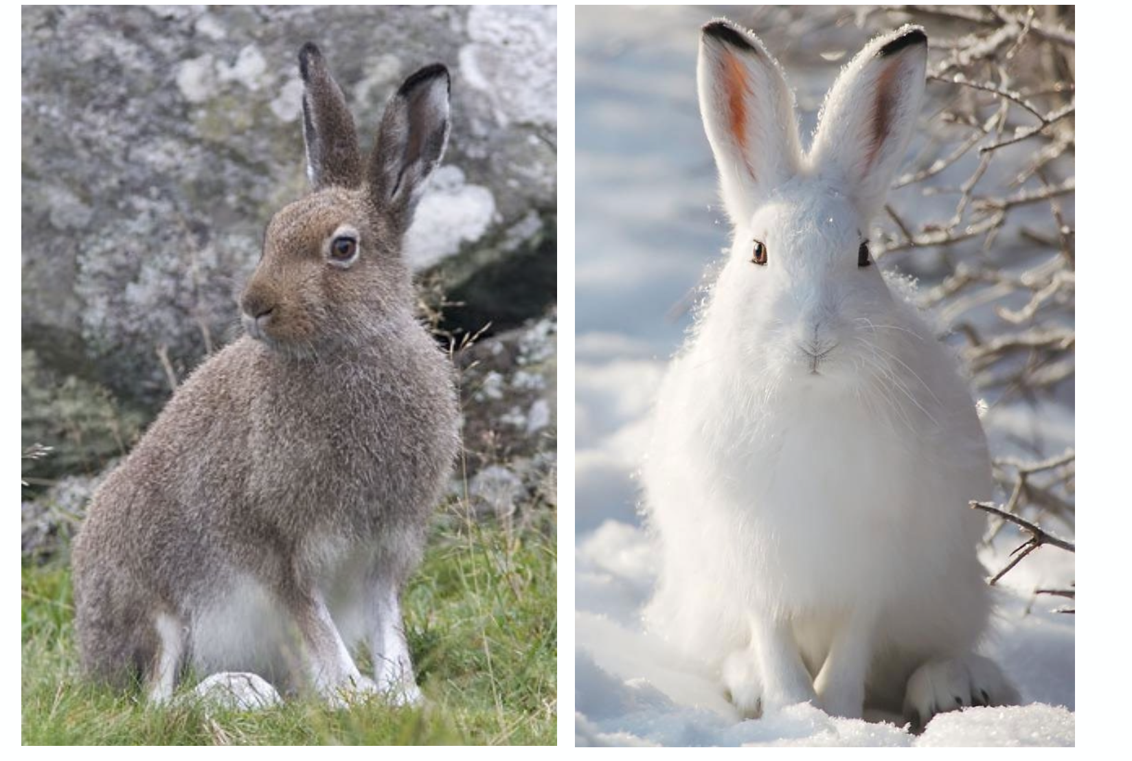 <p><strong>Biologie</strong></p><p class="p1"><span style="line-height: normal;"><span>− </span></span>Nahrung: Gras, Kräuter, Baumrinde, Blätter und Knospen von Zwergsträuchern</p><p class="p1"><span style="line-height: normal;"><span>− </span></span>Fortpflanzung: durchschnittlich 2-3 Würfe mit 2-3 Jungtieren, Nestflüchter</p><p class="p1"><span style="line-height: normal;"><span>− </span></span>dämmerungs- und nachtaktiv</p><p class="p1"><span style="line-height: normal;"><span>− </span></span>Ausserhalb der Paarungszeit meist solitär lebend</p><p class="p1"><strong>Vorkommen</strong></p><p class="p1"><span style="line-height: normal;"><span>− </span></span>Alpen 800-3000 m ü. M</p>