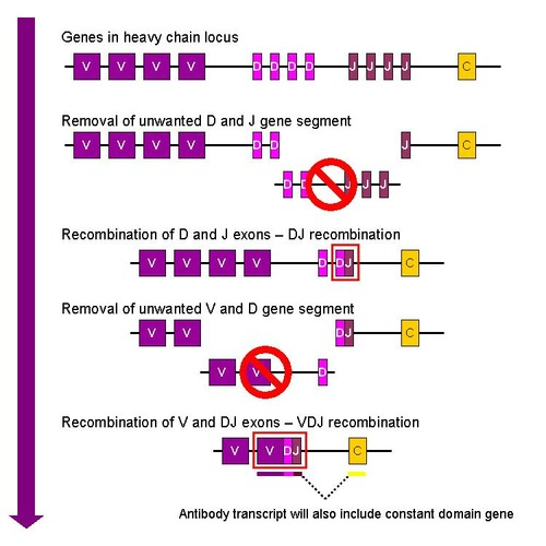 <p>Antibody diversity arises from:</p><ol><li><p><strong><mark data-color="purple" style="background-color: purple; color: inherit">Gene splicing of conserved [Introns] and variable [Exons] regions</mark></strong></p></li><li><p><strong><mark data-color="purple" style="background-color: purple; color: inherit">Somatic mutation</mark></strong></p></li><li><p><strong><mark data-color="purple" style="background-color: purple; color: inherit">mRNA splicing variations</mark></strong></p></li></ol><p>—</p><p><strong><mark data-color="purple" style="background-color: purple; color: inherit">V(D)J recombination</mark></strong> is the process by which the variable regions of antibodies are assembled from separate gene segments.</p><p><strong><mark data-color="purple" style="background-color: purple; color: inherit">It occurs in the bone marrow during B cell development, before B cells encounter antigens and differentiate into plasma cells or memory B cells.</mark></strong></p><p><strong><em>Exons: Coding sequences (V, D, J, and C segments)</em></strong></p><ul><li><p><strong>V (Variable)</strong> segments: Contribute to the antigen-binding site.</p></li><li><p><strong>D (Diversity)</strong> segments: Add further variability (only present in heavy chains, not light chains).</p></li><li><p><strong>J (Joining)</strong> segments: Connect the variable region to the constant region.</p></li><li><p><strong>C (Constant)</strong> segments: Encode the constant region of the antibody (e.g., Cμ for IgM, Cγ1 for IgG1 after class switching).</p></li></ul><p>—</p><ul><li><p><strong>D-J Recombination</strong>: A D segment joins a J segment, removing unwanted segments.</p></li><li><p><strong>V-DJ Recombination</strong>: A V segment joins the DJ exon, forming a VDJ exon.</p></li><li><p>The final gene includes the VDJ exon (variable region) and a C segment (constant region), producing an IgM heavy chain initially.</p></li></ul><p></p>