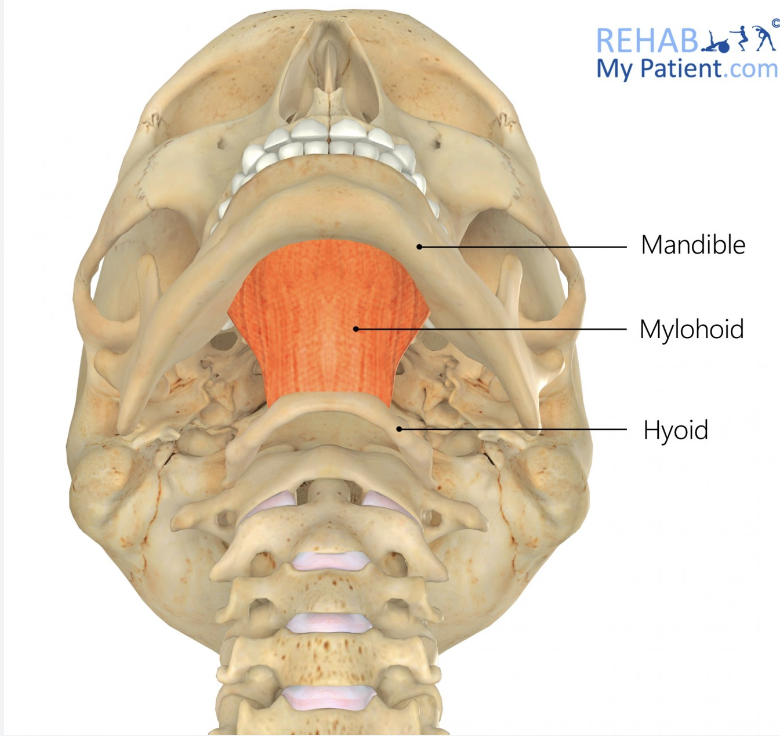 <p>mylohyoid</p>