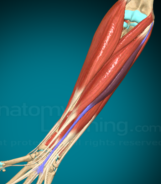 <p>What does the Palmaris Longus do?</p>
