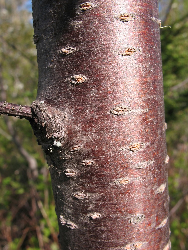 <p>pin cherry, Prunus pensylvanica, Rosaceae</p>
