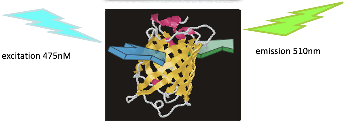 <p>Excites protein with a certain wavelength of light which is absorbed by a specific atom that becomes excited then emits a diff wavelengths/colour of light. </p>