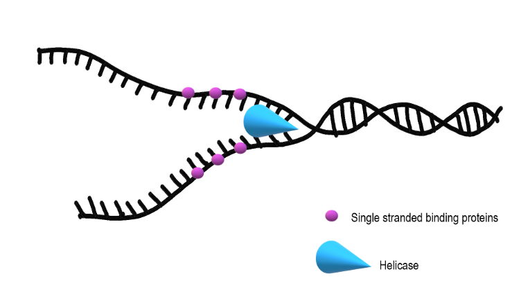 <p>single strand binding proteins</p><p>to keep the DNA from re-bonding with itself, proteins called single strand binding proteins (SSBPs) bind to the DNA to keep it open</p>