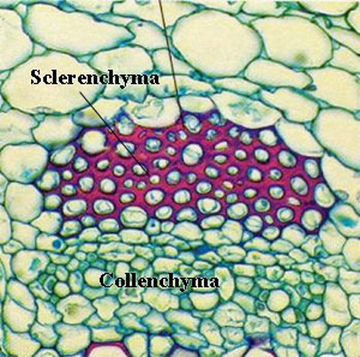 <p>Rigid plant cells with walls that contain lignin; nonliving; used in support and protection</p>