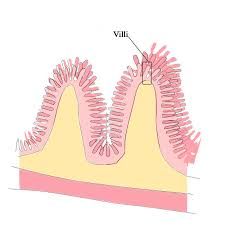 <p>Villi, which is then further lined with microvilli</p>