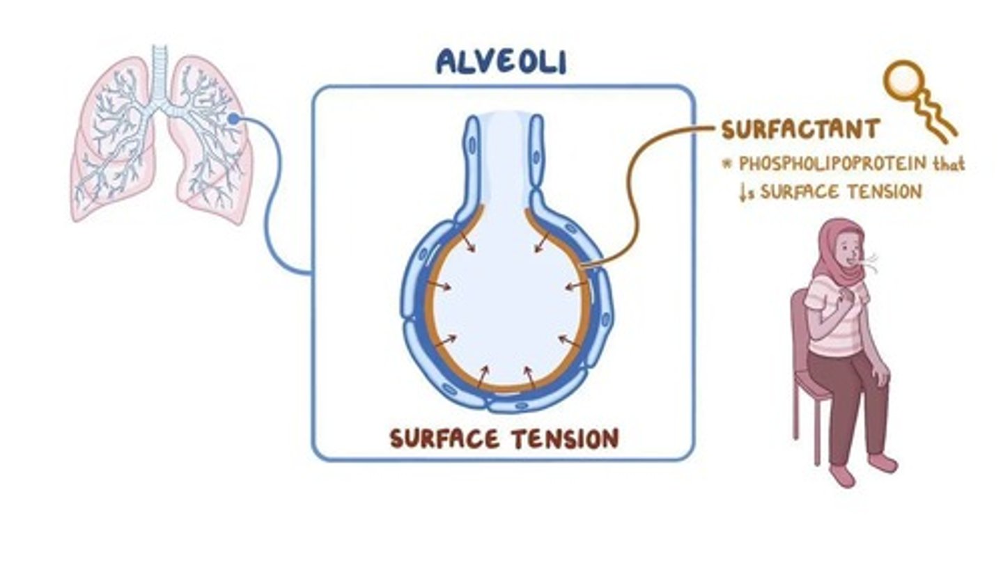 <p>Lipoprotein mixture reducing alveolar surface tension.</p>
