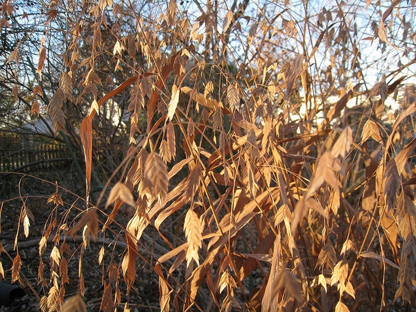 <p><em>Chasmanthium latifolium </em></p>