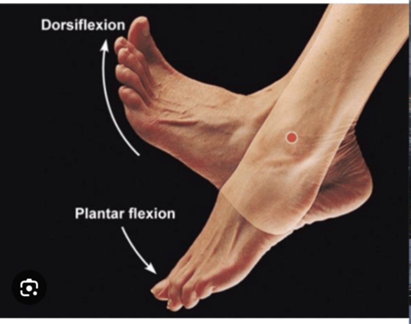 <p>Flexion at the ankle, lifting the foot upwards</p>