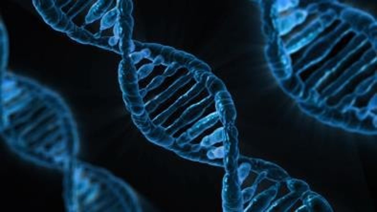 <p>A fundamental unit of heredity and a segment of DNA that encodes the information to make a specific product, typically a protein, but also various types of RNA.</p>