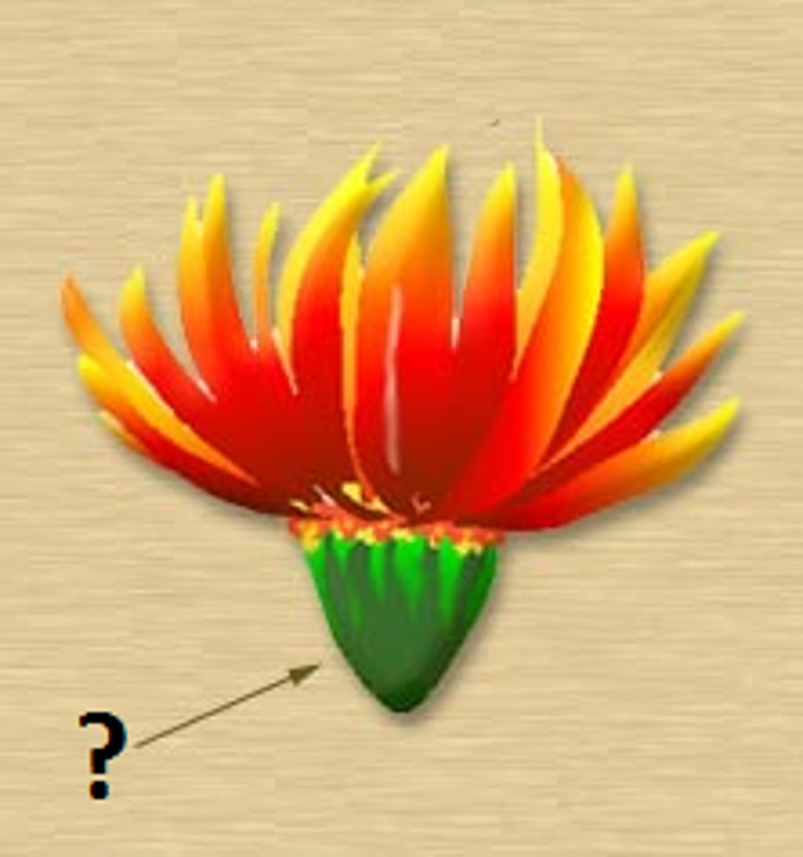 <p>The base of a flower;</p><p>the part of the stem that is the site of attachment</p><p>holds everything together</p>