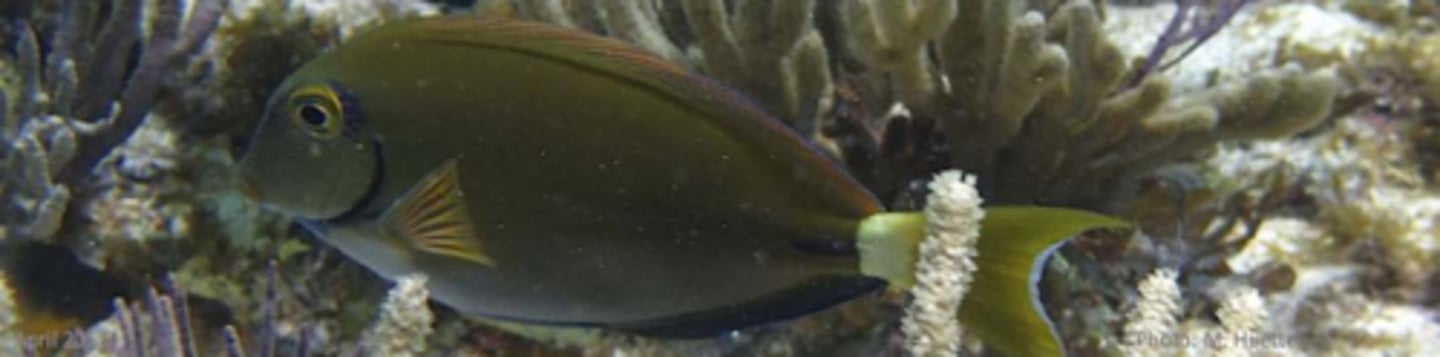 <p>Acanthurus bahianus</p>
