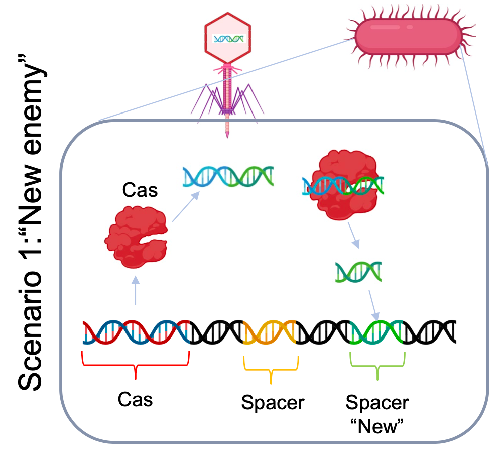<p>Hjelper bakterien med å klippe ut og sette inn biter av fremmed DNA som nye spacere.</p>