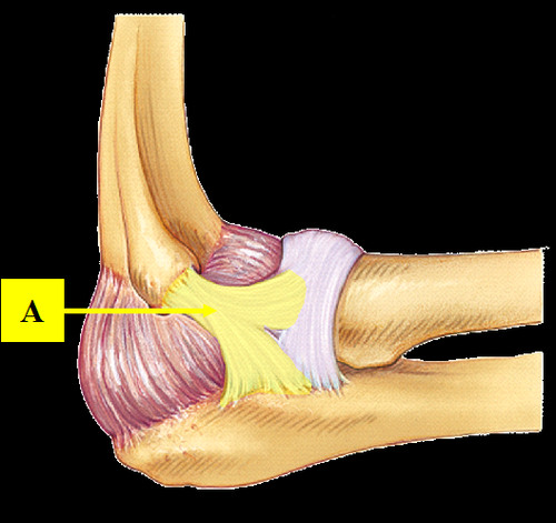 <p>Attaches from lateral epicondyle of humerus to annular ligament of the radius</p>