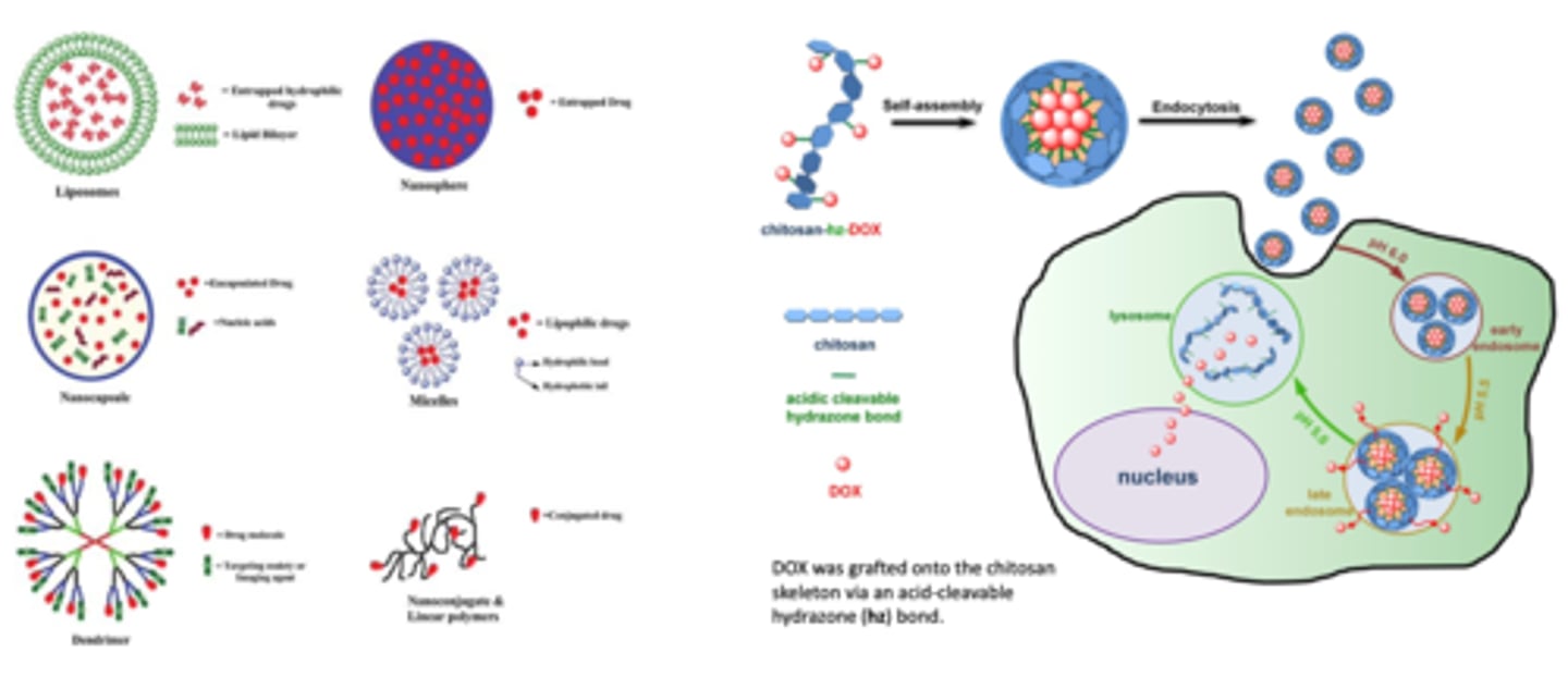 <p>1. Doxorubicin chemically CONJUGATES to the CHITOSAN molecule --&gt; self assembly into liposome</p><p>2. nanoparticle is then injected into the bloodstream and absorbed via ENDOCYTOSIS</p><p>3. ph change causes drug release</p>