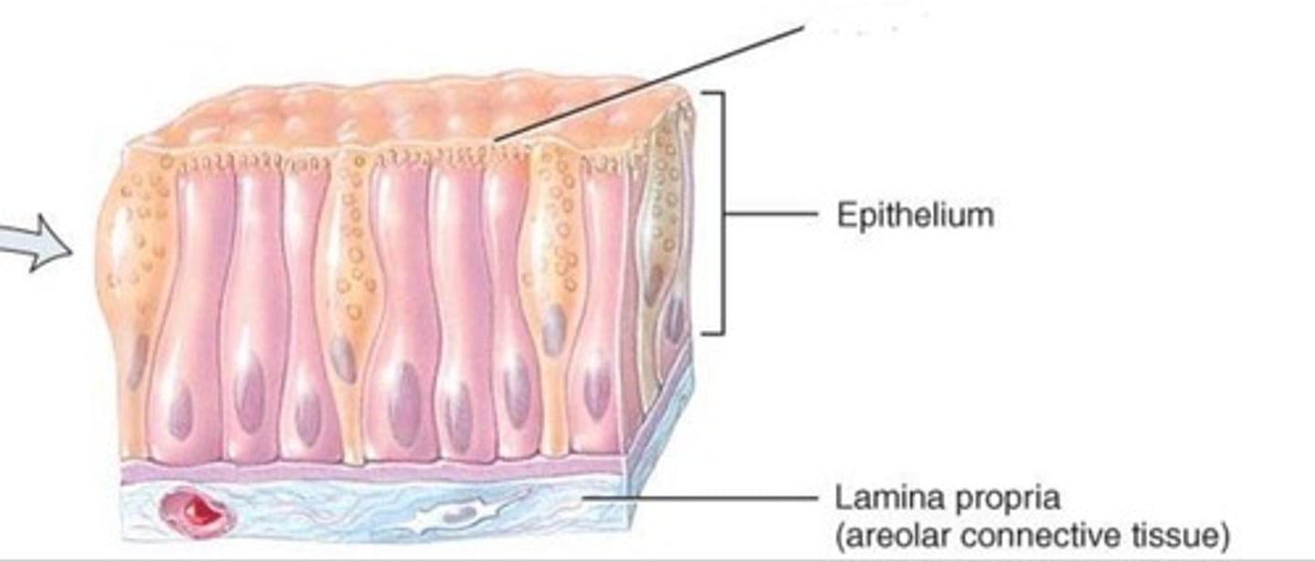 <p>What type of membrane is this?</p>