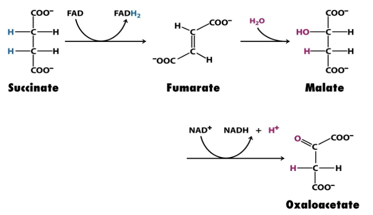 <p>Reactions of four-carbon compounds constitute the final stage of the CAC: the regeneration of oxaloacetate</p><ul><li><p>Succinate → Fumarate → Malate → Oxaloacetate</p></li></ul><p></p>