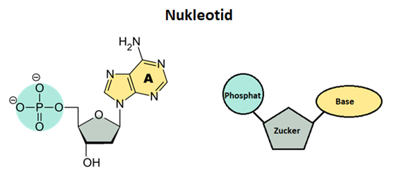 <p>Grundbaustein der DNA, bestehend aus:</p><ul><li><p>Zucker: Desoryribose </p></li><li><p>Phosphatgruppe: ein Phosphatmolekül</p></li><li><p>Base: eine der vier Basen (Adenin, Thymin, Guanin, Cytosin) </p></li></ul><p></p>