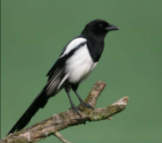 <p>Habitat: Land. </p><p>Övrigt: Allätare som äter insekter, daggmaskar, sniglar, snäckor och bär men även ägg och fågelungar. </p><p>Skatan liksom många andra kråkfåglar har stor kognitiv förmåga. Stannfågel. </p>