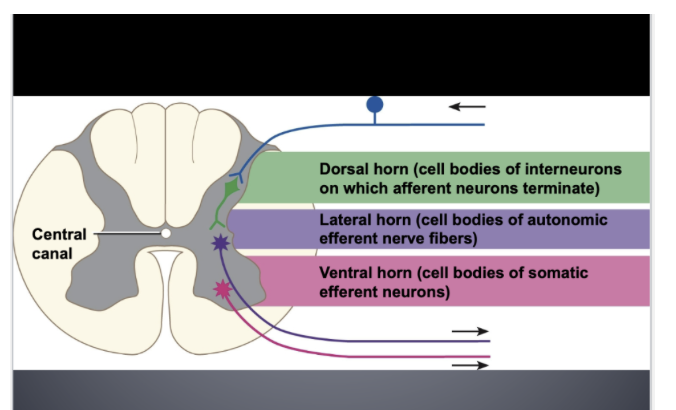 <p>Dorsal Horn (grey matter) </p>