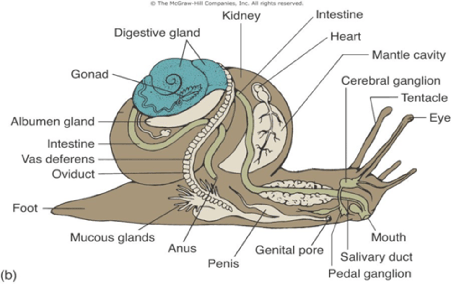 <p>T or F Gastropods, like most mollusks, have an open circulatory system</p>