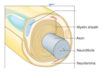 <p>Label the diagram </p>