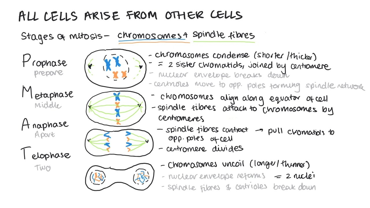 <p>the chromosomes becomes attached to the spindle by their centromere</p><p>the chromosomes are all lined up in the middle of the cell</p><p>at the M checkpoint the cell checks all chromosomes are attached to the spindle fibres before mitosis</p>