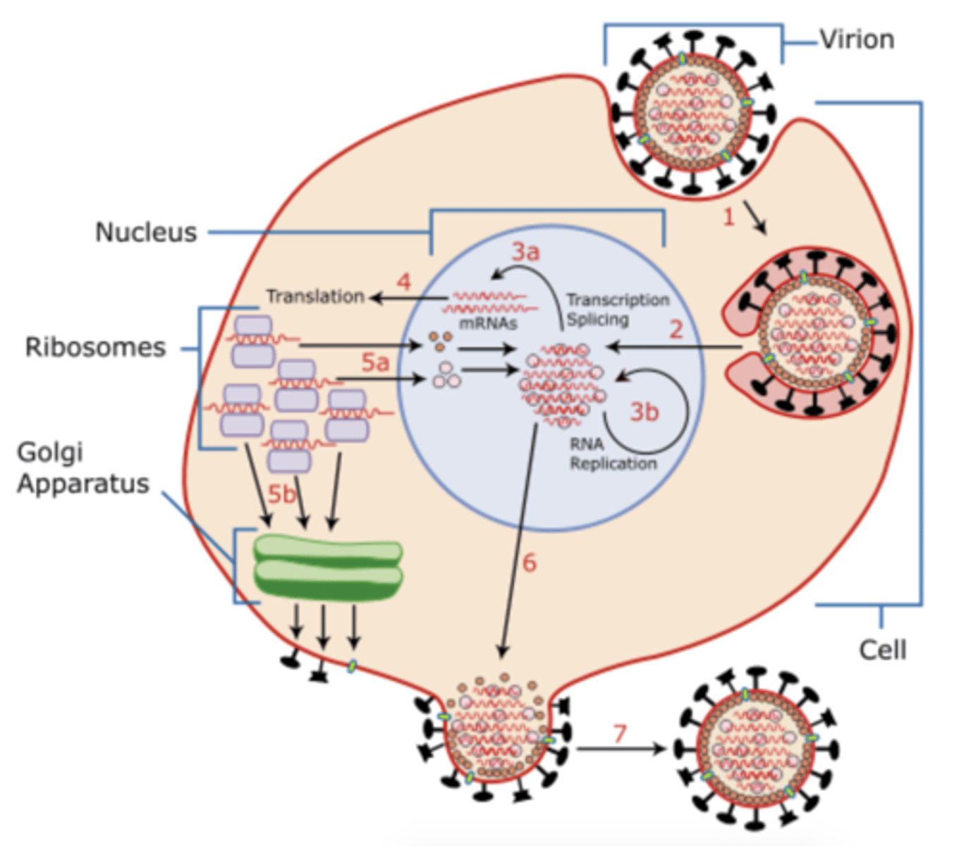 <p>1. Virionen binder till värdcell mha målsökande proteiner (Neuroaminidas och hemagglutinin)<br>2. Den viriona arvsmassan förs in i värdcellen och läses av i ribosomen<br>3. Den normala funktionen av cellen stängs av och cellen blir inställd på att producera nya virioner<br>4. Nya virioner frissätts genom antingen exocytos eller explosion av värdcell</p>