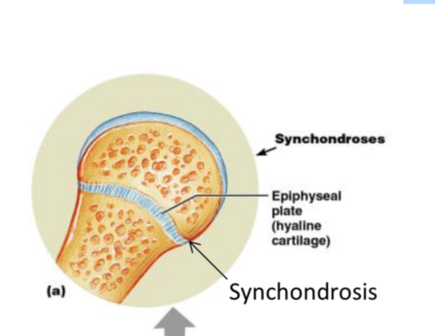 <p>A bar or plate of hyaline cartilage unites the bones</p><p>All are synarthrotic</p><p>EX: epiphyseal plate, joint between rib and sternum</p>
