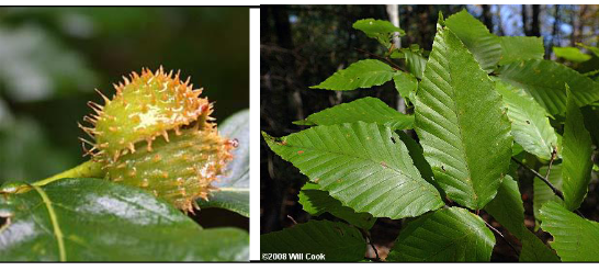 <p>fagaceae</p><p>Fagus americana</p>