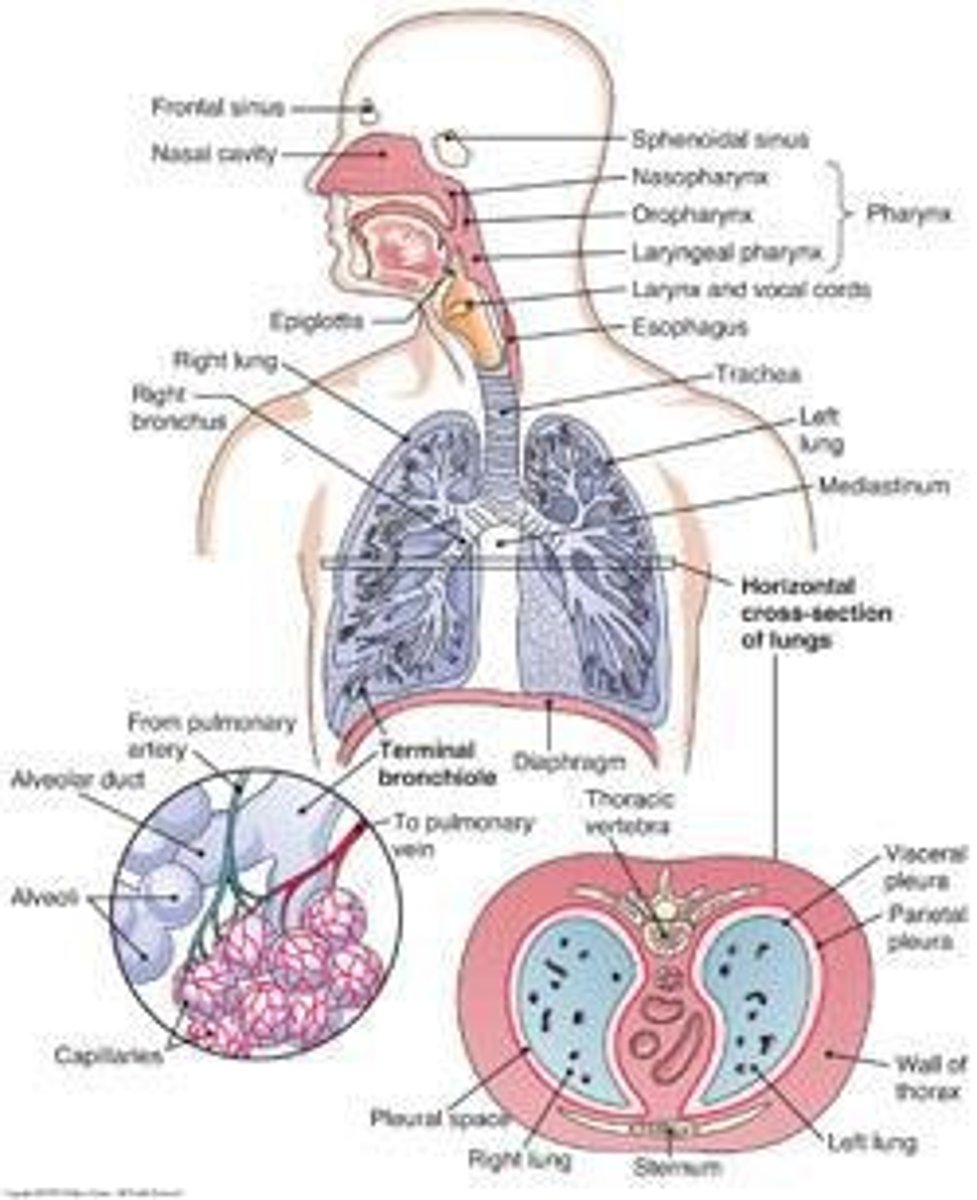 Thorax and Lung Assessment in NURS 202 Flashcards Knowt