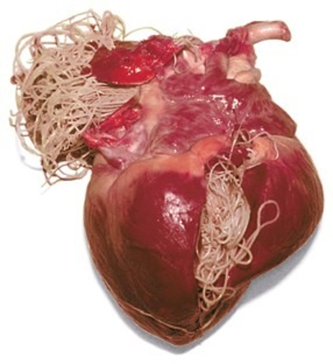 <p>nematode, spread by mosquito bites, that lives in the ventricles of dog heart</p>