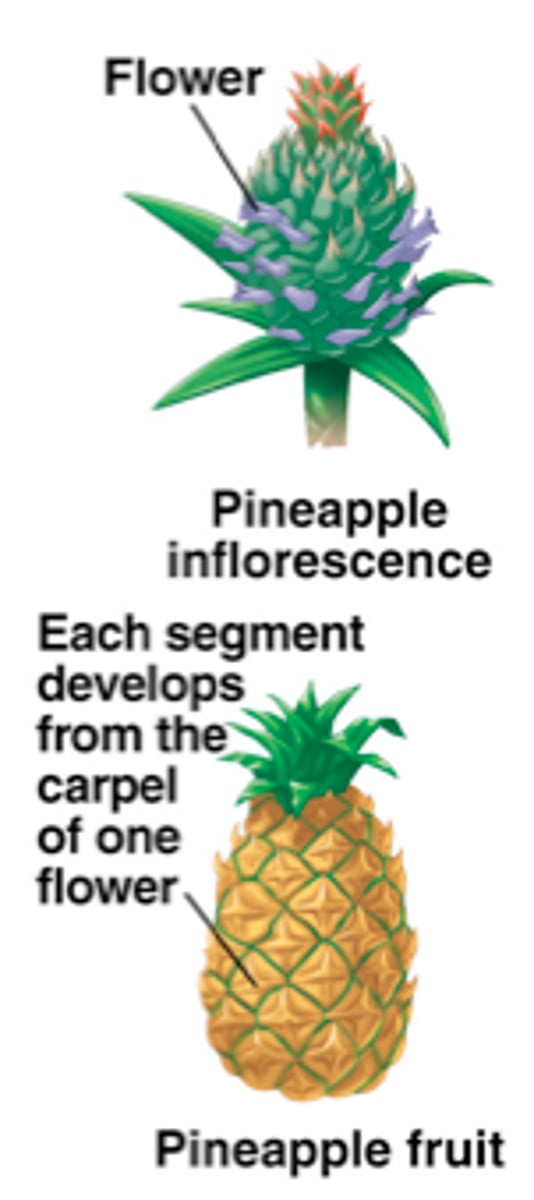 <p>= a fruit composed of multiple mature ovaries each produced in a separate flower.<br>-Ex: Pineapple</p>