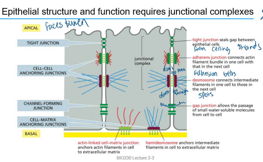 <p>junctional complexes:</p><ul><li><p>tight junctions</p></li><li><p>cell-cell anchoring junctions</p><ul><li><p>adherens junction (actin)</p></li><li><p>desmosome (intermediate)</p></li></ul></li><li><p>chanel-forming junction</p><ul><li><p>gap junction</p></li></ul></li><li><p>cell-matrix anchoring junctions</p><ul><li><p>actin-linked cell-matrix junction</p></li><li><p>hemidesmosome (intermediate)</p></li></ul></li></ul><p></p>